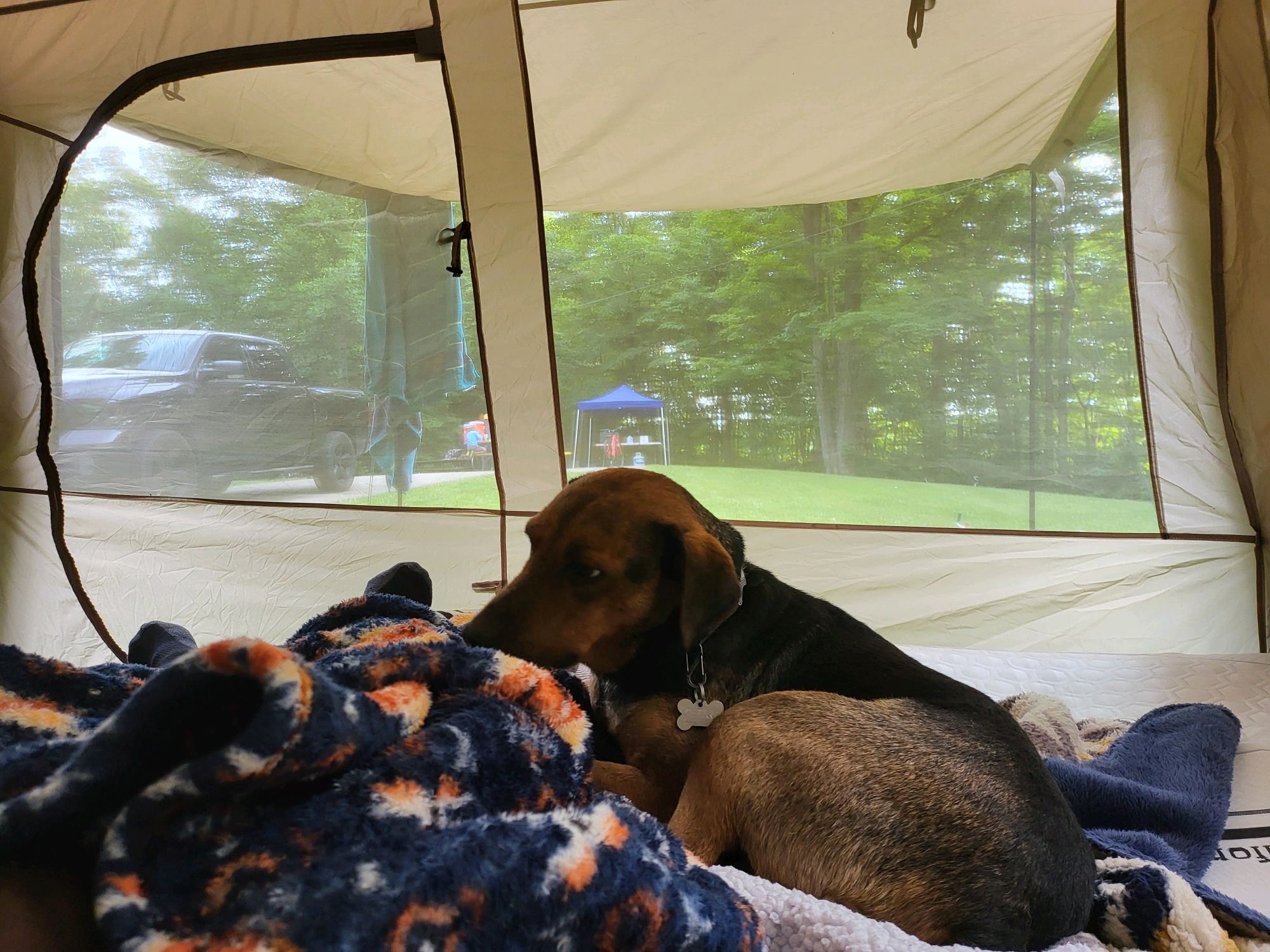 Camp dog relaxing on blankets inside the screened tent