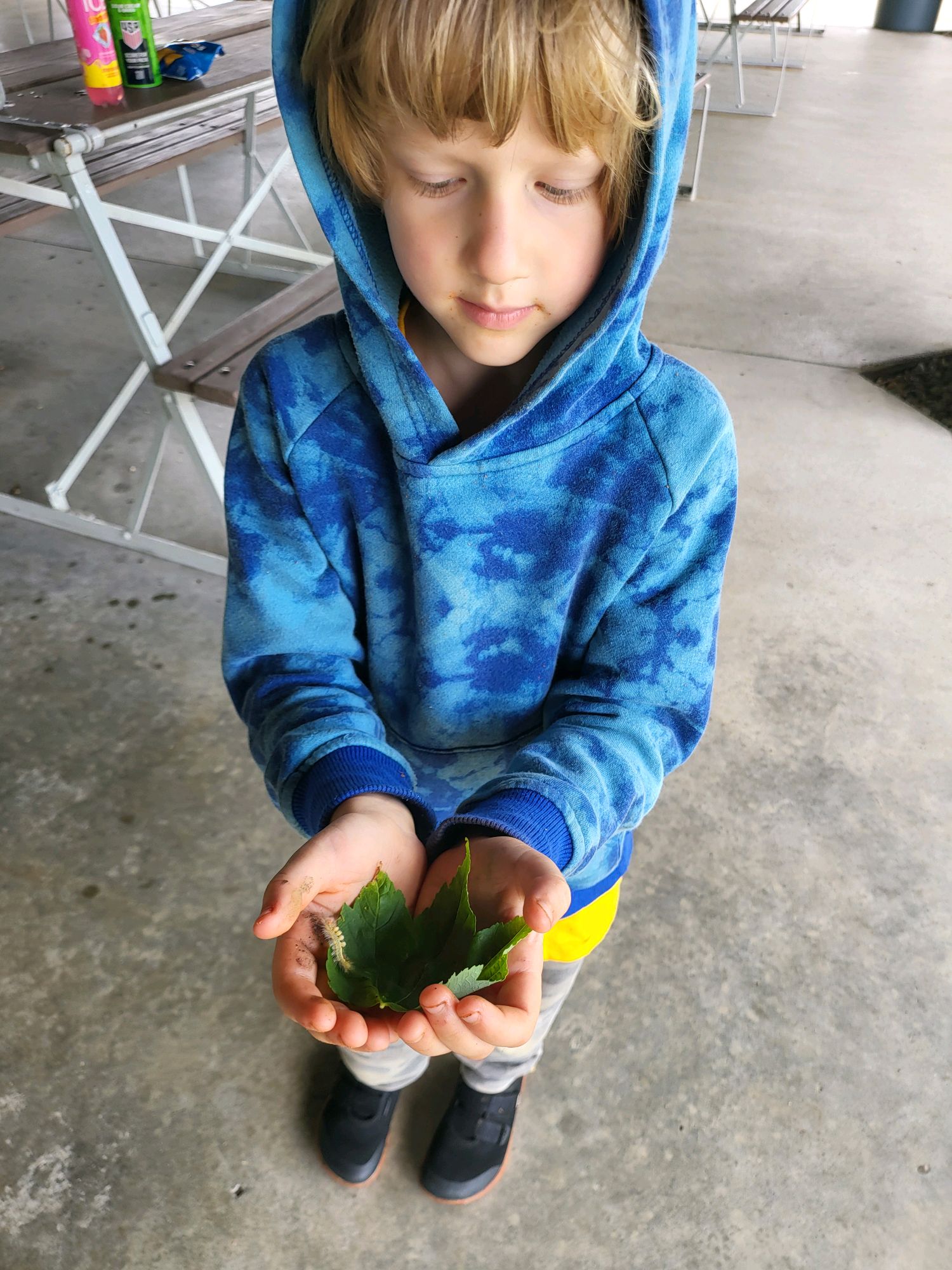 Young Scout cradling a fuzzy caterpillar on leaves