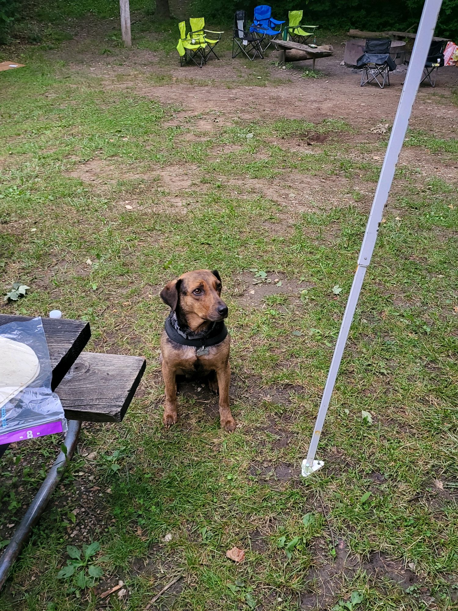 Camp dog sitting patiently near the picnic area