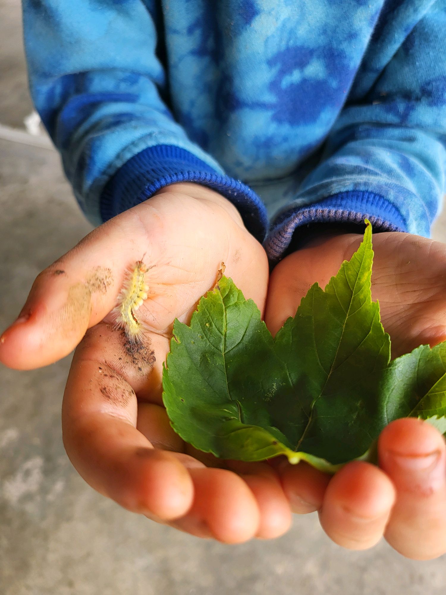 Close-up of a fuzzy caterpillar resting in a Scout's hands
