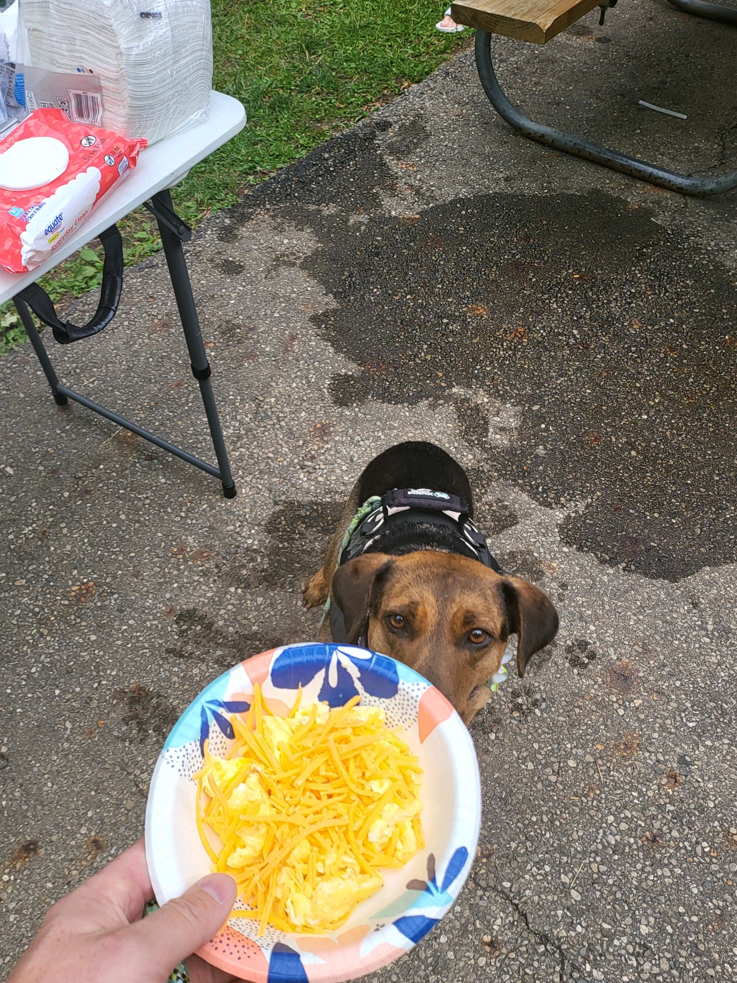Camp dog hoping for a bite of scrambled eggs and cheese