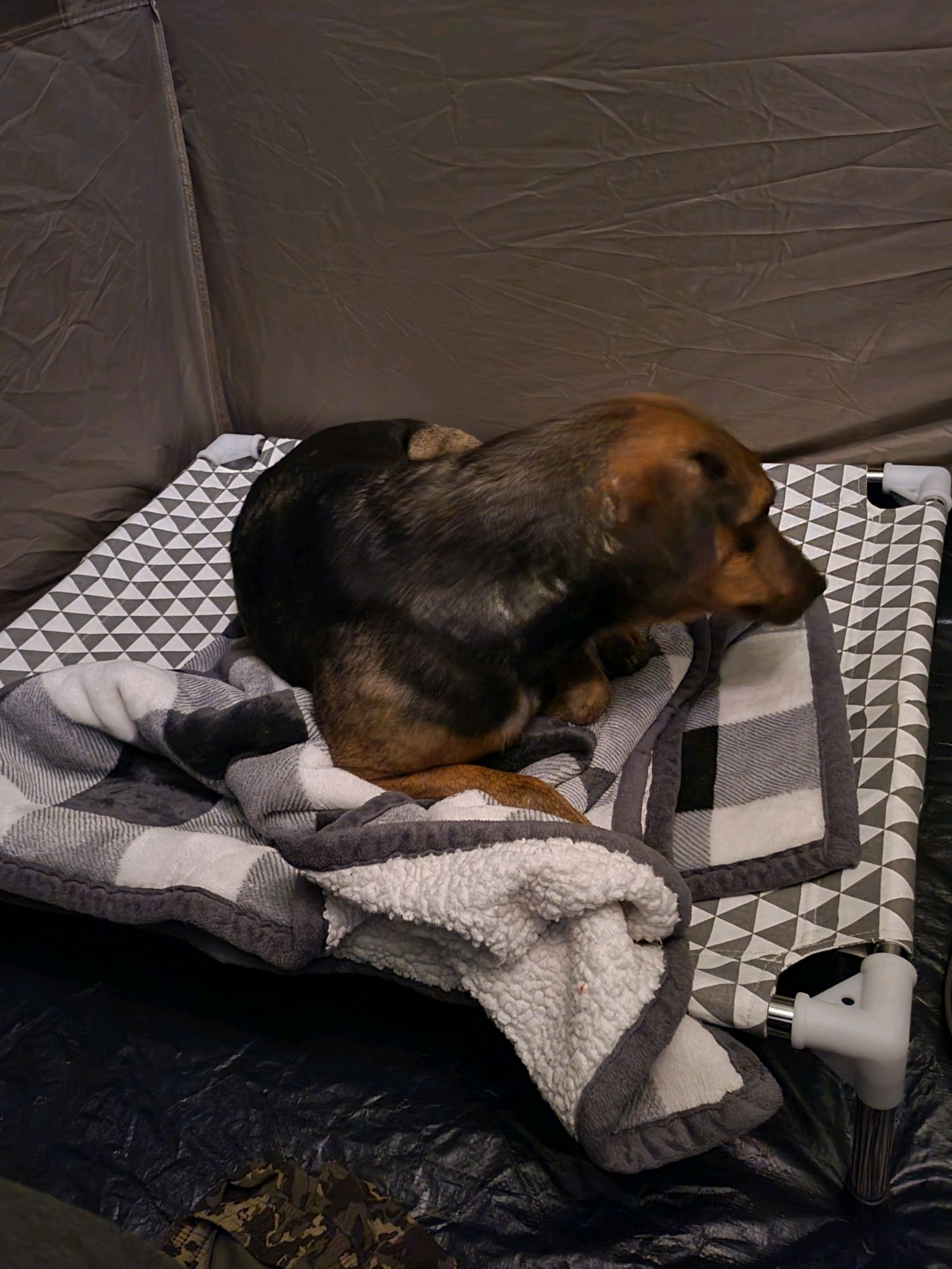 Camp dog curled up on a cot inside the tent